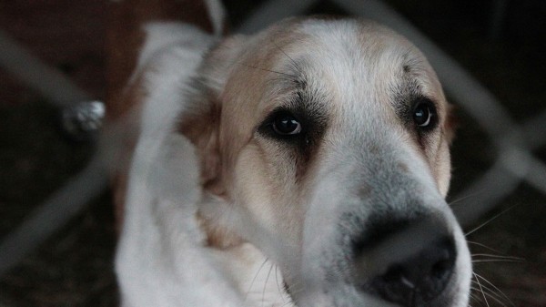 В Знаменске завели дело на чиновников из-за массовых нападений собак на людей