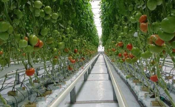 Власти Башкирии раскрыли планы по продаже бывшего совхоза «Алексеевский»