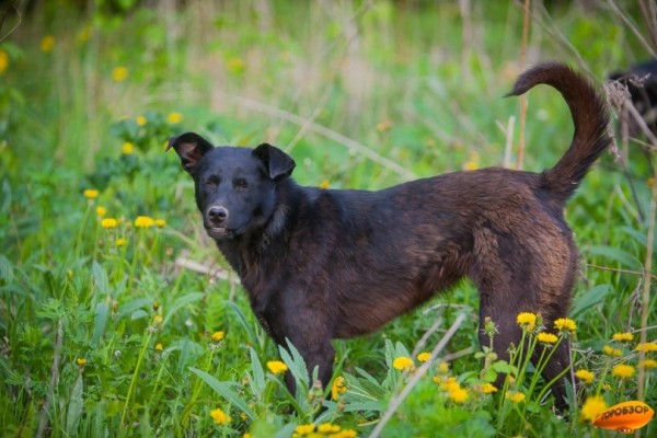 Власти намерены построить под Уфой приют для собак 