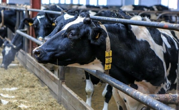 Минсельхоз временно ограничил вывоз скота за границы Башкирии
                    
                 
                    Минсельхоз временно ограничил вывоз скота за границы Башкирии