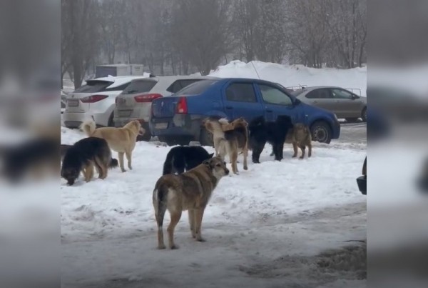 «Могут напасть на детей»: уфимцев напугала стая из 20 диких собак «Могут напасть на детей»: уфимцев напугала стая из 20 диких собак
