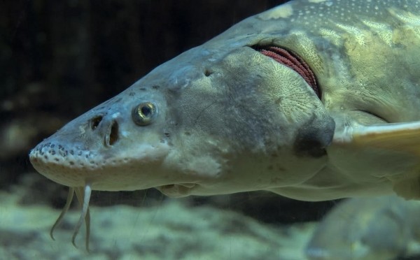 
                    Проект по выращиванию осетров станет резидентом ОЭЗ «Алга» в Башкирии
                    
                