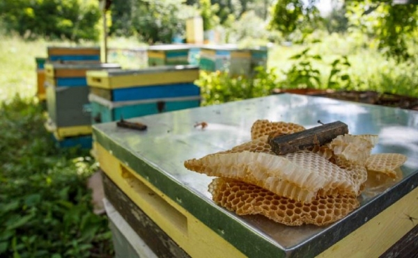 Башкирия остановила часть экспорта меда из-за санкций
Башкирия остановила часть экспорта меда из-за санкций