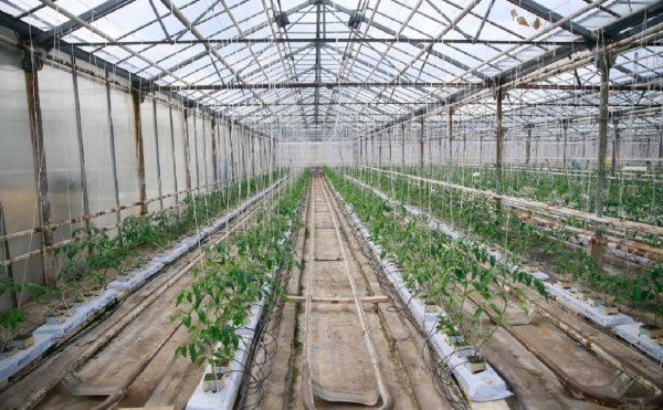 
                    Башкирия выставила на продажу тепличный комбинат «Янаульский» за ₽22 млн
                    
                