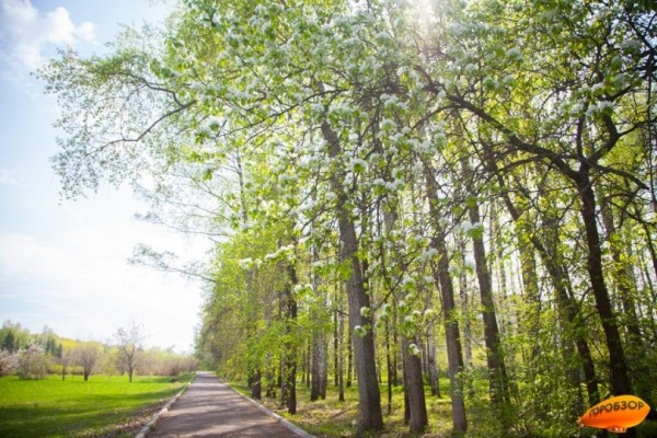 В Башкирии активизируется березовая пыльца до опасного уровня 