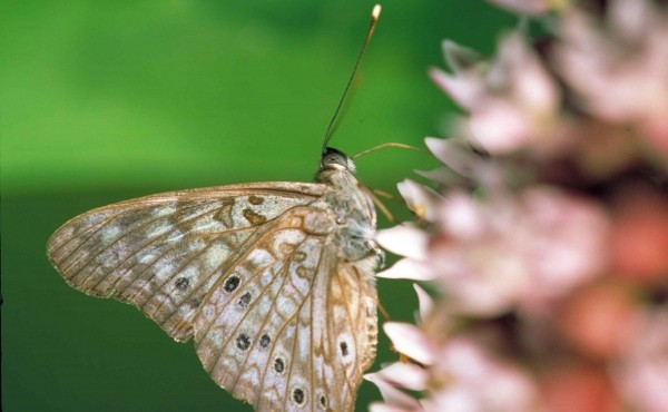 В Башкирии заключат контракты за 152 млн на борьбу с непарным шелкопрядом
В Башкирии заключат контракты за 152 млн на борьбу с непарным шелкопрядом