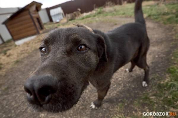 В городе Башкирии обустроят площадку для выгула собак В городе Башкирии обустроят площадку для выгула собак