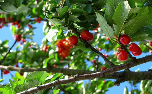 
                    В создание ягодных садов в Башкирии инвестируют 271 млн рублей
                    
                