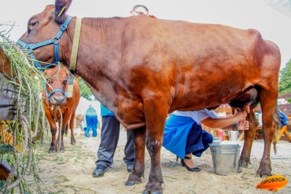 В Башкирии запустят животноводческий комплекс с привлечением 870 млн рублей в виде инвестиций 