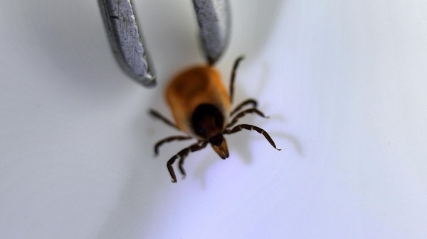 Эксперт рассказал, как избежать клещевого энцефалита и что делать в случае укуса 