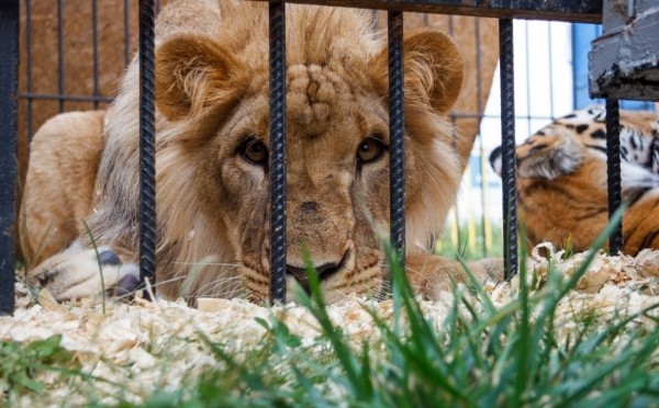 
                    Зоопарк «Саванна» проиграл иск к мэрии Уфы о предоставлении земли

                