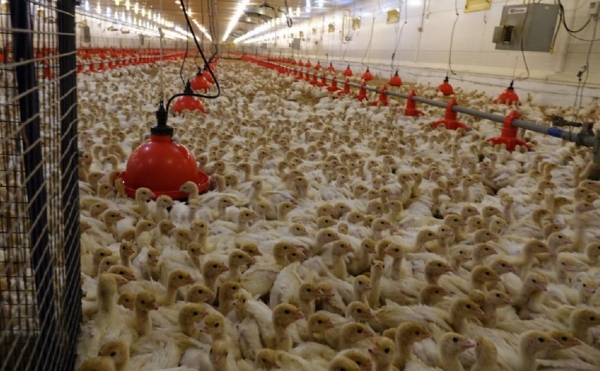 БПК им. Мажита Гафури в Башкирии продали казахской компании за ₽3,3 млрд
БПК им. Мажита Гафури в Башкирии продали казахской компании за ₽3,3 млрд