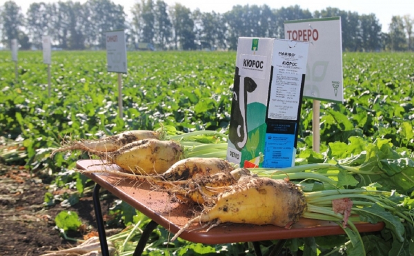 
                    Минсельхоз Башкирии ожидает урожай свеклы в 1,5 раза выше прошлогоднего

                