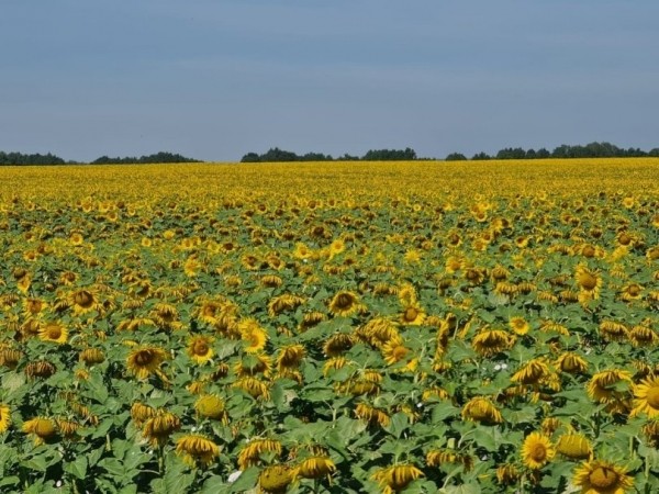 Радий Хабиров: «Обеспечим маслом и себя, и другие регионы» Радий Хабиров: «Обеспечим маслом и себя, и другие регионы»