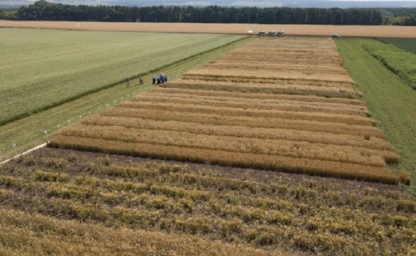 
                    УФАС отменило итоги аукциона по аренде 280 га сельхозземли в Башкирии

                