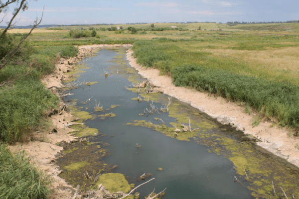 В Башкирии установили причину массовой гибели рыбы на реке Узень 