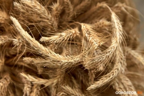 В Башкирии собрали более 4 млн тонн зерна В Башкирии собрали более 4 млн тонн зерна