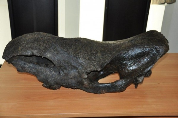 Со дна реки Уфы достали череп носорога, обитавшего на Земле восемь тысяч лет назад