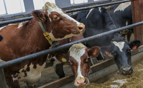 
                    На поддержку племенного животноводства в Башкирии выделили 344 млн рублей

                