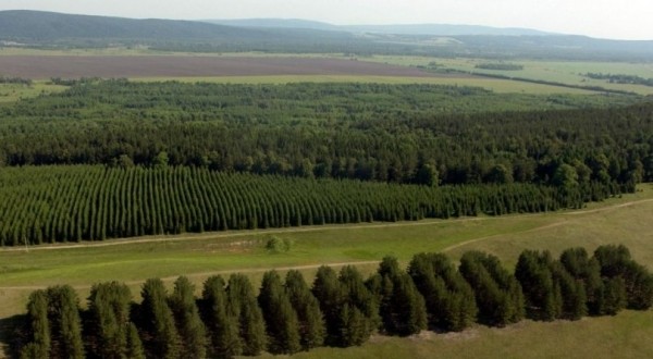 Радий Хабиров поздравил работников леса с профессиональным праздником 