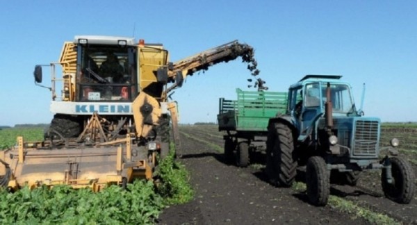 В Башкирии аграрии собрали более 900 тысяч тонн сахарной свеклы  В Башкирии аграрии собрали более 900 тысяч тонн сахарной свеклы