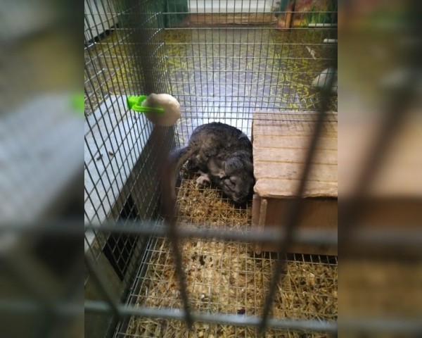 Уфимские спасатели помогли застрявшей в клетке шиншилле  Уфимские спасатели помогли застрявшей в клетке шиншилле