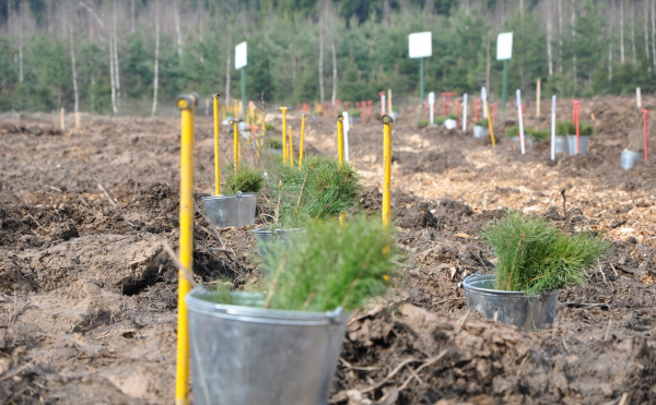 В Башкирии в 2022 году восстановят 111% от вырубленного леса
В Башкирии в 2022 году восстановят 111% от вырубленного леса