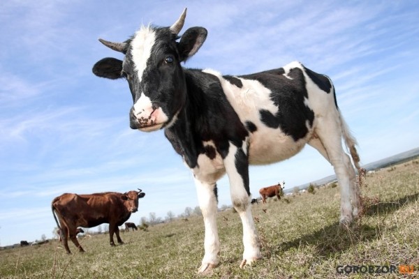 В Башкирии мобилизованные фермеры смогут сохранить полученные ранее гранты 