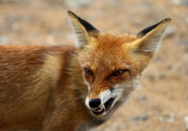 Карантин по бешенству животного установлен в селе Чесноковка под Уфой  Карантин по бешенству животного установлен в селе Чесноковка под Уфой