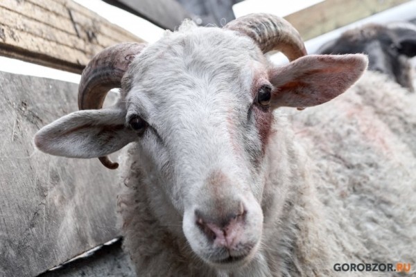 В районе Башкирии объявлен карантин по бешенству В районе Башкирии объявлен карантин по бешенству