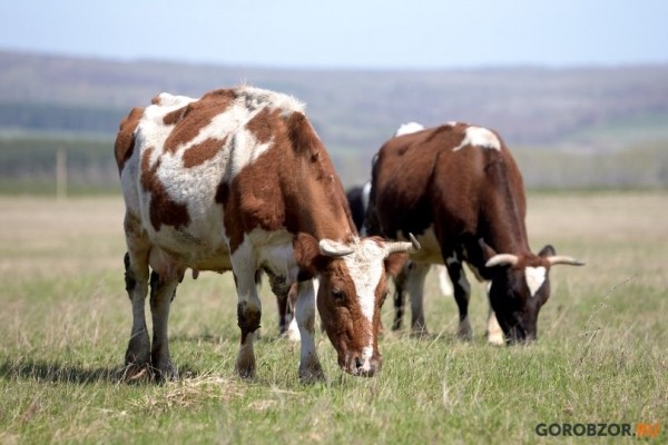 Правительство России выделило 600 млн рублей на новые субсидии для животноводов 