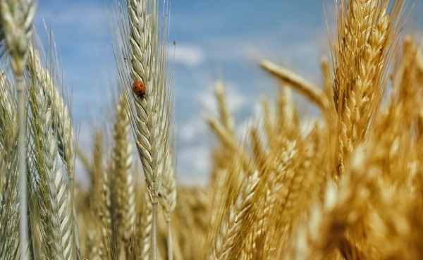 Еще один элеватор Башкирии примет запасы зерна интервенционного фонда
                 
                    Еще один элеватор Башкирии примет запасы зерна интервенционного фонда