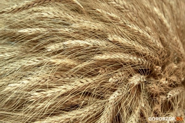 В Башкирии прокредитуют сезонные полевые работы на 6-7 млрд рублей В Башкирии прокредитуют сезонные полевые работы на 6-7 млрд рублей