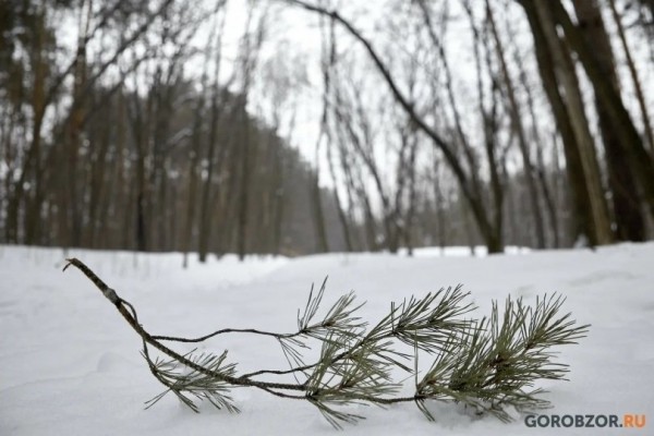 Двое мужчин заблудились в лесу в Башкирии новости Уфы и Башкирии