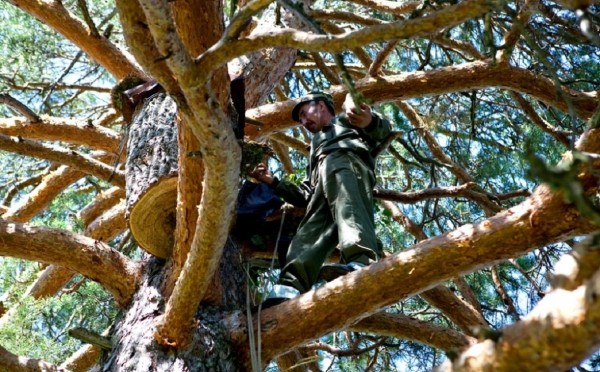 На поддержку бортевого пчеловодства в Башкирии направят ₽20 млн
                 
                    На поддержку бортевого пчеловодства в Башкирии направят ₽20 млн