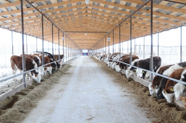 В Башкирии запустили убойный цех