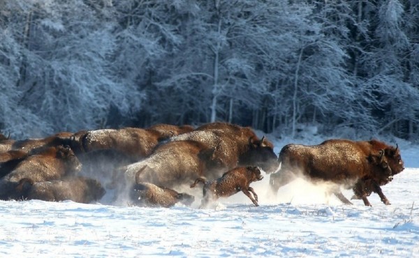 
                    В Башкирию предложили завезти зубров из Белоруссии

                