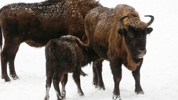 Глава Башкирии Хабиров: 18 белорусских зубров привезут в республику для разведения в мае Глава Башкирии Хабиров: 18 белорусских зубров привезут в республику для разведения в мае