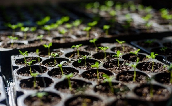 Уфимский «Горзеленхоз» выбрал поставщика цветочной рассады на ₽51 млн
Уфимский «Горзеленхоз» выбрал поставщика цветочной рассады на ₽51 млн