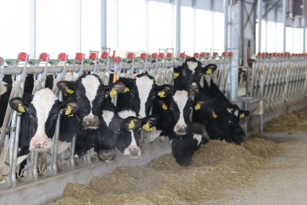 В Башкирии на поддержку племенного животноводства в этом году направят 165 млн рублей