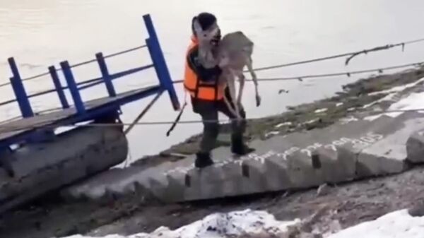 В башкирском Салавате спасатели вызволили молодую косулю, тонущую в реке Белой