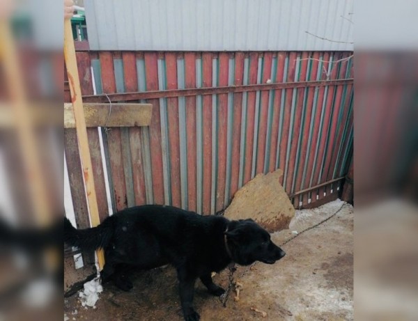 Спасатели Башкирии пришли на помощь собаке, застрявшей лапой в заборе Спасатели Башкирии пришли на помощь собаке, застрявшей лапой в заборе