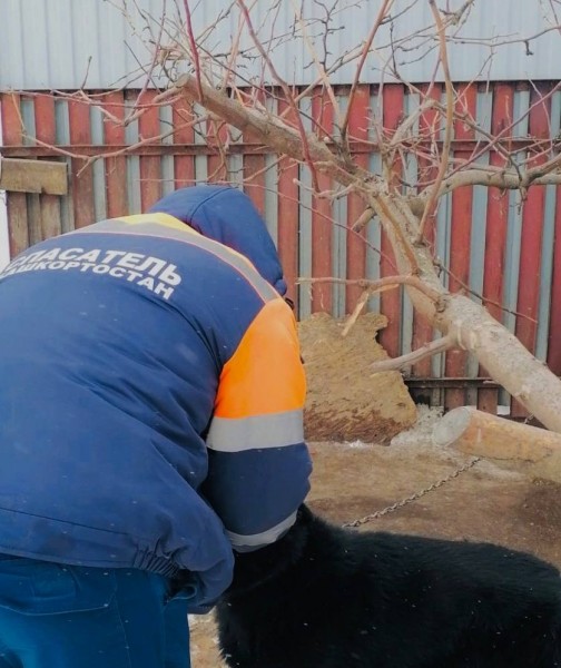 Спасатели Башкирии пришли на помощь собаке, застрявшей лапой в заборе Спасатели Башкирии пришли на помощь собаке, застрявшей лапой в заборе