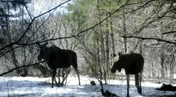 Лоси попали в фотоловушку в нацпарке «Башкирия» Лоси попали в фотоловушку в нацпарке «Башкирия»