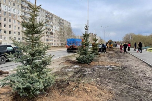 На улице Набережной в Уфе высадили ели На улице Набережной в Уфе высадили ели