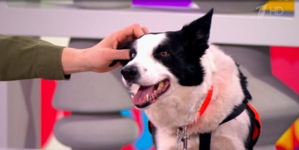 Собака-спасатель Торин из Уфы стала героем программы на федеральном канале Собака-спасатель Торин из Уфы стала героем программы на федеральном канале