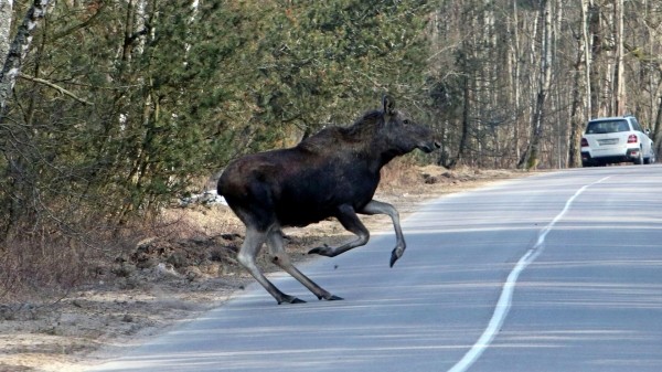 Мэр Уфы Мавлиев поручил спасателям найти и отловить мигрирующих через город лосей Мэр Уфы Мавлиев поручил спасателям найти и отловить мигрирующих через город лосей