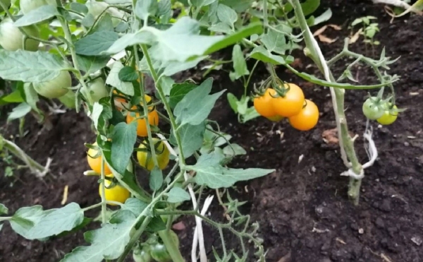 Инвесторам в Башкирии предложили вложить 340 млн в производство семян
                 
                    Инвесторам в Башкирии предложили вложить 340 млн в производство семян