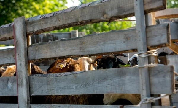 
                    В Минсельхозе объяснили сокращение объема поддержки бизнеса на селе

                