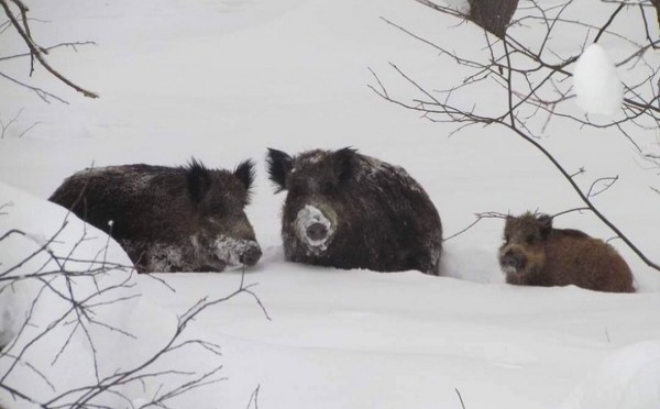 
                    Власти Башкирии не захотели сокращать численность кабанов

                